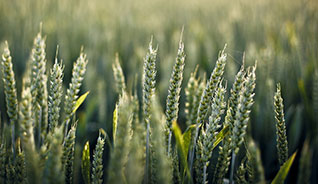 兑换商城安全的CC在线压力测试